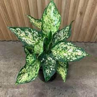 Green Aglaonema Flower seeds for Planting - Cottage Garden Essential, Heirloom & GMO Free Seeds for Home Garden