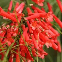 Russelia Flower seeds for Planting - Hardy Variety, Heirloom & GMO Free Seeds for Home Garden
 
 Sale for planting in home garden.