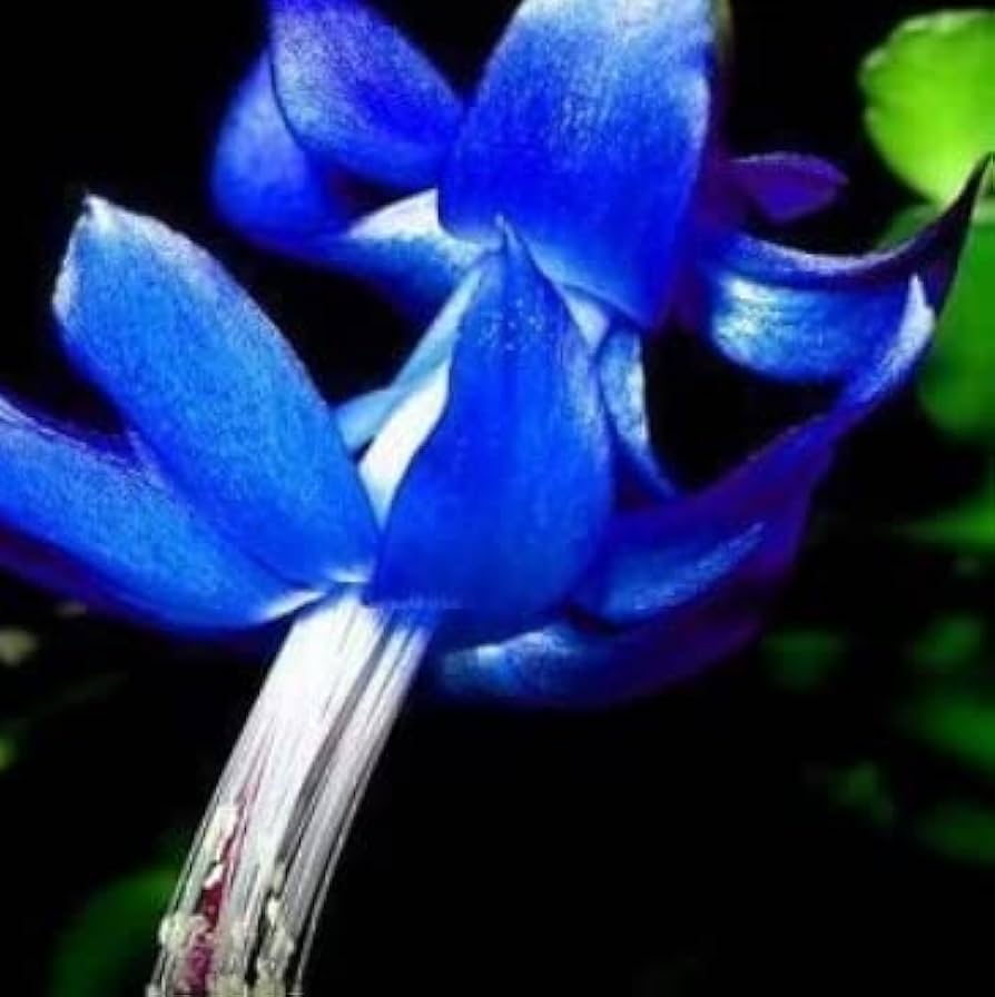 Zygocactus Truncatus Flower Seeds for Planting  Mixed Colors, Ideal for Indoor/Outdoor Gardens