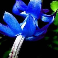 Zygocactus Truncatus Flower Seeds for Planting  Mixed Colors, Ideal for Indoor/Outdoor Gardens