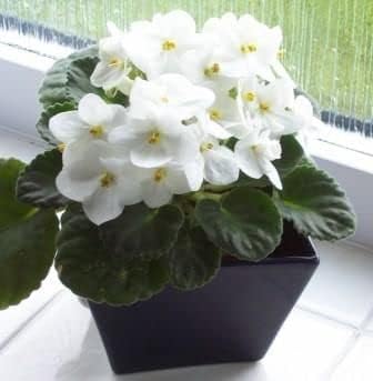 White Saintpaulia Flower seeds for Planting - Pollinator Friendly, Heirloom & GMO Free Seeds for Home Garden
 
 Sale seeds for home garden