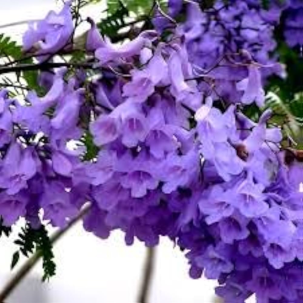 Purple Jacaranda Flower seeds for Planting - Bright Blooms, Heirloom & GMO Free Seeds for Home Garden