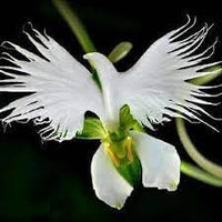 Orchid Flower seeds for Planting Drought Tolerant Heirloom & GMO Free Seeds for Home Garden 
 
 Sale for planting in home garden