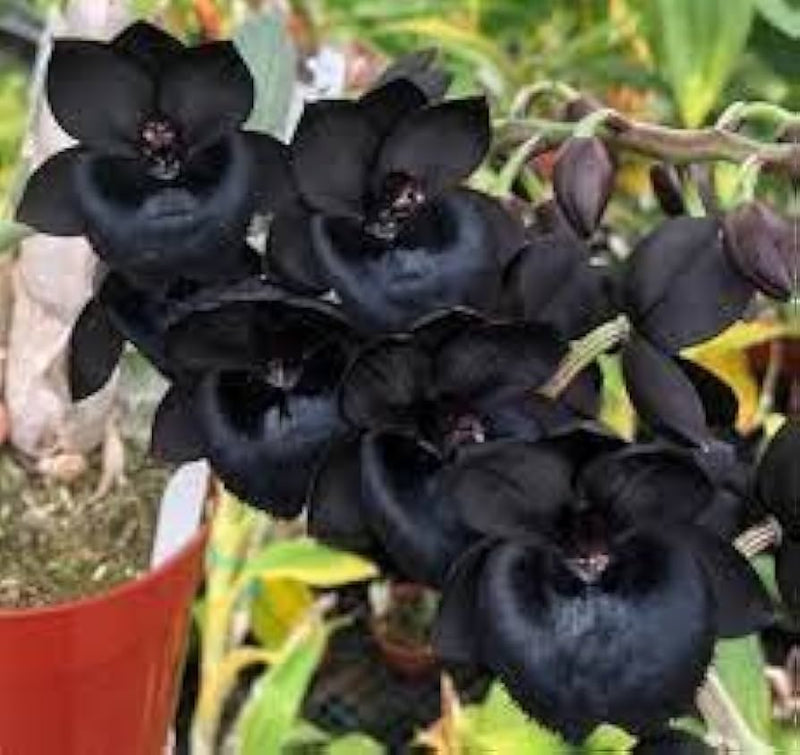 Black Dendrobium Flower seeds for Planting - Sun Loving, Heirloom & GMO Free Seeds for Home Garden
Sale seeds for home garden