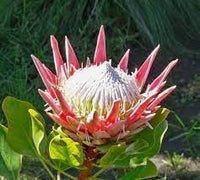 Protea Flower seeds for Planting - Sun Loving, Heirloom & GMO Free Seeds for Home Garden
 
 Sale for planting in home garden