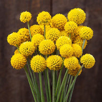 Craspedia Flower seeds for Planting Easy to Grow Heirloom & GMO Free Seeds for Home Garden