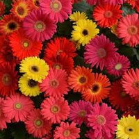 Gerbera Flower seeds for Planting - Fragrant Blossoms, Heirloom & GMO Free Seeds for Home Garden
 
 Sale seeds for home garden