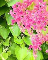 Antigonon Flower seeds for Planting - Colorful Display, Heirloom & GMO Free Seeds for Home Garden
 
 Sale for planting in home garden.
