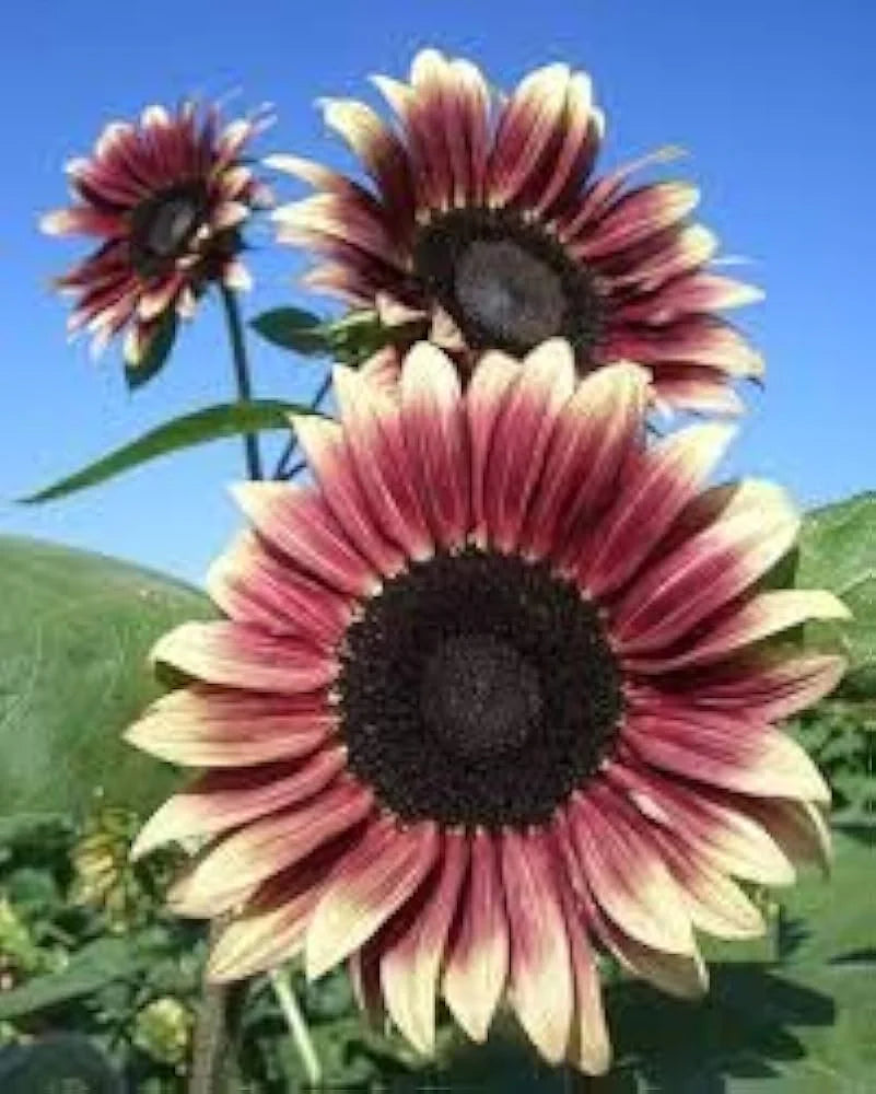 Cherry Rose SunFlower seeds for Planting Perfect for Borders Heirloom & GMO Free Seeds for Home Garden