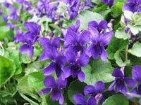 Viola Charlotte Flower seeds for Planting Seasonal Bloomer Heirloom & GMO Free Seeds for Home Garden 
 
 Sale for planting in home garden