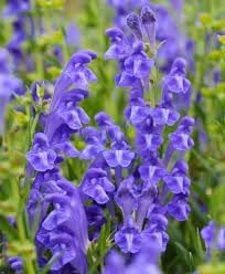 Heirloom Scutellaria Flower seeds for Planting Drought Tolerant Heirloom & GMO Free Seeds for Home Garden 
 
 Sale for planting in home garden