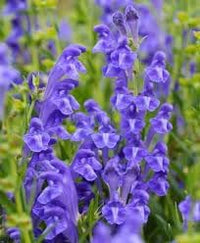 Heirloom Scutellaria Flower seeds for Planting Drought Tolerant Heirloom & GMO Free Seeds for Home Garden 
 
 Sale for planting in home garden