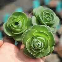 Heirloom Succulent Rose Flower seeds for Planting Cottage Garden Essential Heirloom & GMO Free Seeds for Home Garden 
 
 Sale for planting in home garden