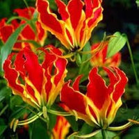 Gloriosa Flower seeds for Planting - Shade Tolerant, Heirloom & GMO Free Seeds for Home Garden
