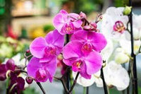 Phalaenopsis Flower seeds for Planting Sun Loving Heirloom & GMO Free Seeds for Home Garden 
 
 Sale for planting in home garden