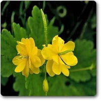 Chelidonium Majus Flower seeds for Planting Fragrant Blossoms Heirloom & GMO Free Seeds for Home Garden