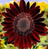 Dark Red Sunflower Seeds for Planting, Heirloom Non-GMO, High Germination Organic Garden Seeds