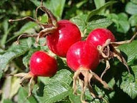 Rosehip Flower seeds for Planting Wildflower Mix Heirloom & GMO Free Seeds for Home Garden 
 
 Sale for planting in home garden