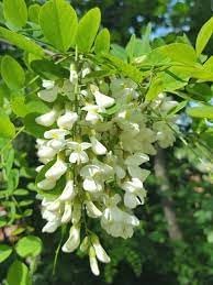 Robinia Flower seeds for Planting - Bright Blooms, Heirloom & GMO Free Seeds for Home Garden
 
 Sale seeds for planting in home garden