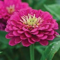 Zinnia Flower Seeds Pink Planting Pack