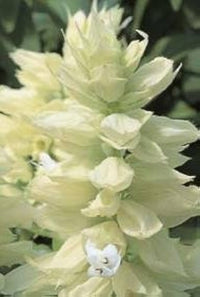 White Salvia Vista Seeds for Planting Summer Flower Beds Window Boxes