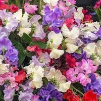 Odoratus Flower seeds for Planting - Drought Tolerant, Heirloom & GMO Free Seeds for Home Garden
 
 Sale seeds for planting in home garden