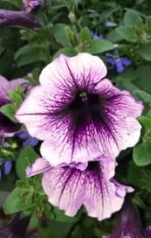 Lavender Black Petunia Flower Seeds for Planting Vibrant Garden Blooms Low Maintenance Heirloom & GMO Free Seeds for Home Garden 
 
 Sale
