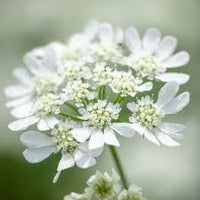 Orlaya Flower seeds for Planting - Seasonal Bloomer, Heirloom & GMO Free Seeds for Home Garden
 
 Sale seeds for planting in home garden