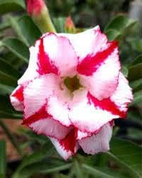 Adenium Obesum Flower seeds for Planting Bright Blooms Heirloom & GMO Free Seeds for Home Garden 
 
 Sale seeds for home garden planting
