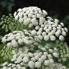 Zanahoria Silvestre Flower seeds for Planting - Pollinator Friendly, Heirloom & GMO Free Seeds for Home Garden
 
 Sale for planting in home garden.