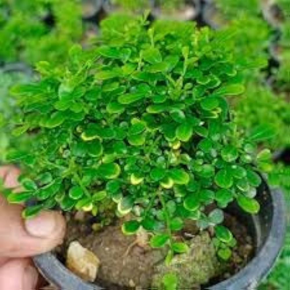 Green Murraya seeds for Planting - Vibrant Colors, Heirloom & GMO Free Seeds for Home Garden