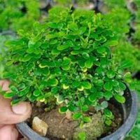 Green Murraya seeds for Planting - Vibrant Colors, Heirloom & GMO Free Seeds for Home Garden