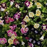 Mix Fournieri Flower seeds for Planting - Hardy Variety, Heirloom & GMO Free Seeds for Home Garden
 
 Sale seeds for planting in home garden