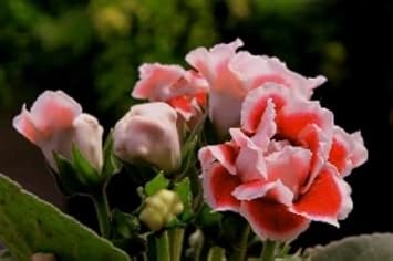 White Orange Gloxinia Flower seeds for Planting - Cottage Garden Essential, Heirloom & GMO Free Seeds for Home Garden
 
 Sale seeds for home garden