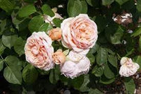 Juliet Flower seeds for Planting - Fragrant Blossoms, Heirloom & GMO Free Seeds for Home Garden
 
 Sale seeds for home garden