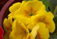 Yellow Gloxinia Flower seeds for Planting Vibrant Colors Heirloom & GMO Free Seeds for Home Garden
 
 Sale