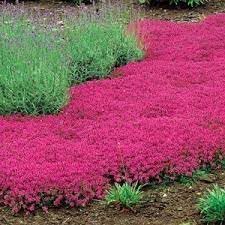 Thymus Serpyllum Flower seeds for Planting Cottage Garden Essential Heirloom & GMO Free Seeds for Home Garden 
 
 Sale for planting in home garden