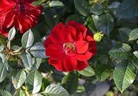 Rugosa Flower seeds for Planting Cottage Garden Essential Heirloom & GMO Free Seeds for Home Garden