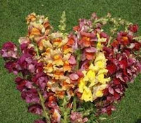 Antirrhinum Majus Flower seeds for Planting Drought Tolerant Heirloom & GMO Free Seeds for Home Garden 
 
 Sale for planting in home garden