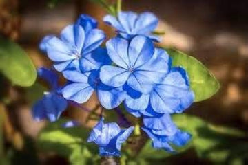 Blue Jasminum Sambac Flower Seeds for Planting Pollinator Friendly Heirloom & GMO Free Seeds for Home Garden
 
 Sale