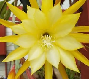 Yellow Epiphyllum Oxypetalum Seeds Flower seeds for Planting Compact Growth Heirloom & GMO Free Seeds for Home Garden