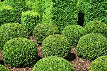 Buchsbaum Plant Seeds Planting Classic Flower
