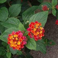 Heirloom Camara Flower seeds for Planting Garden Favorite Heirloom & GMO Free Seeds for Home Garden 
 
 Sale for planting in home garden