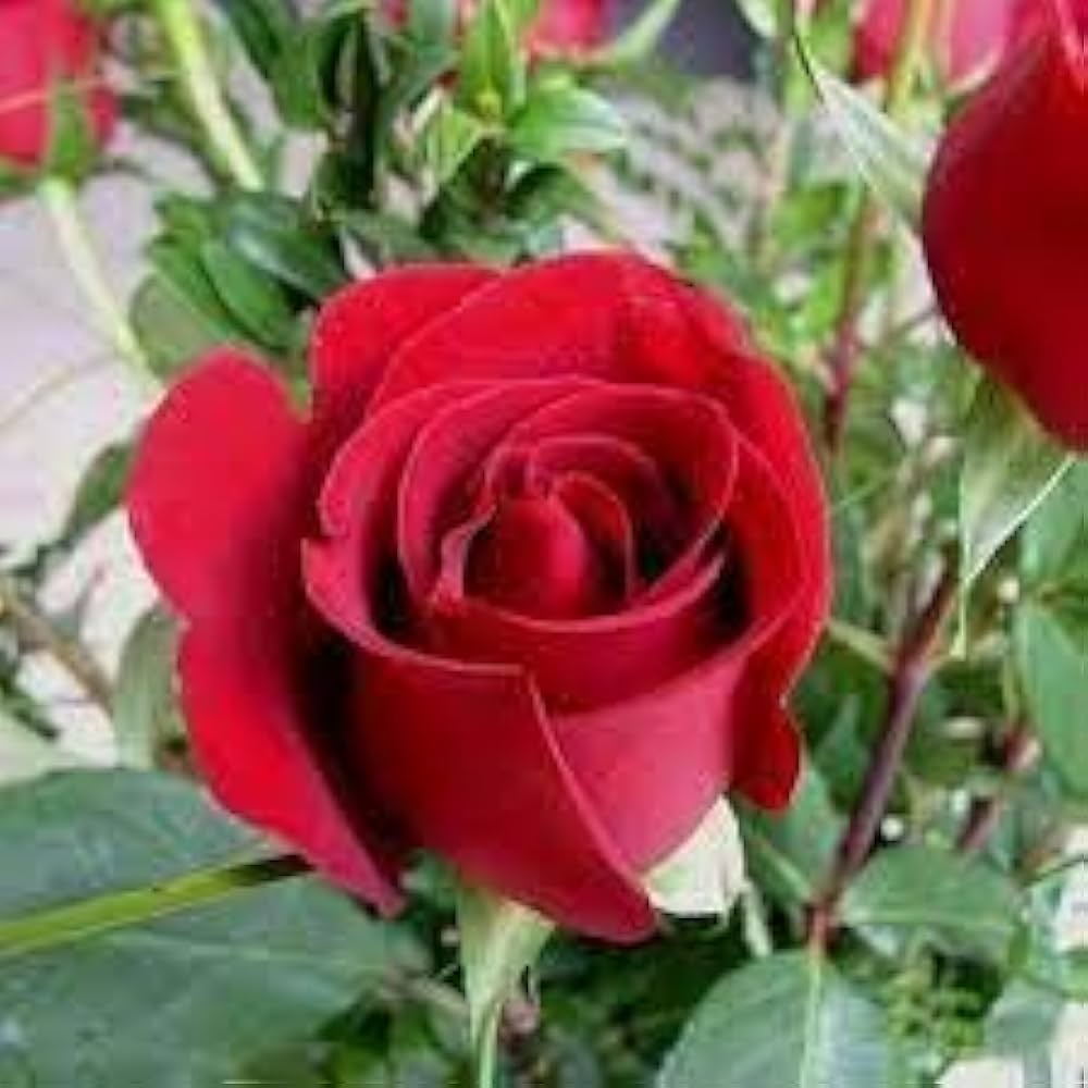 Red Climbing Rose Flower seeds for Planting Shade Tolerant Heirloom & GMO Free Seeds for Home Garden
 
 Sale
