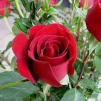 Red Climbing Rose Flower seeds for Planting Shade Tolerant Heirloom & GMO Free Seeds for Home Garden
 
 Sale