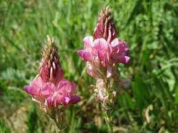 100 Pcs