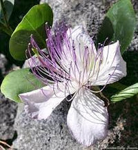 Capers Flower seeds for Planting Perfect for Borders Heirloom & GMO Free Seeds for Home Garden 
 
 Sale for planting in home garden