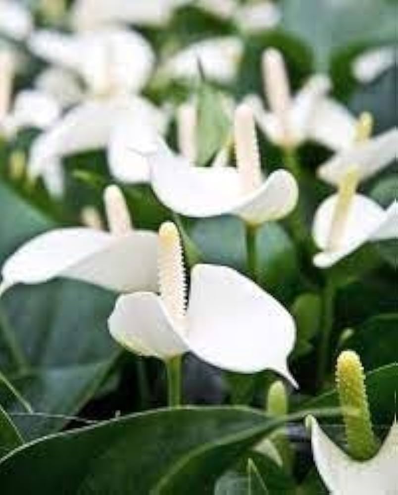 White Green Anthurium Flower seeds for Planting Cut Flower Favorite Heirloom & GMO Free Seeds for Home Garden