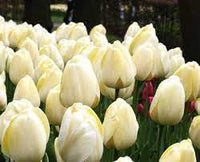 Light Grey Tulip Flower Seeds for Planting Hardy Variety Heirloom & GMO Free Seeds for Home Garden
 
 Sale