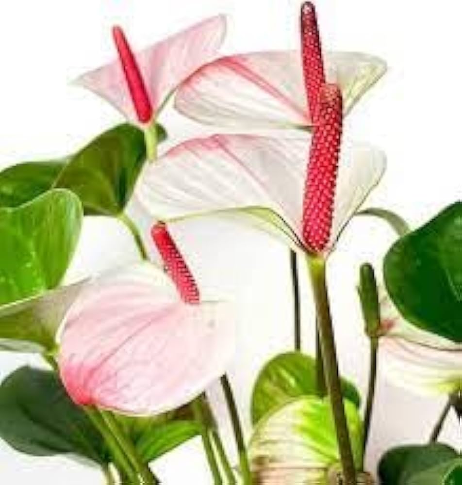 Red White Anthurium Flower Seeds for Planting Easy to Grow Heirloom & GMO Free Seeds for Home Garden
 
 Sale